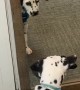 Dalmatian Puppy Discovers Mirror