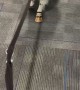 Dog Tries on New Boots and Forgets How to Move