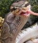 Snake Looks Derpy While Eating Dinner