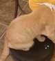 Donut Cat Rides On Robot Vacuum