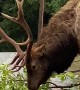 Elk Collects His Lunch
