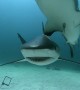 Scuba Divers Swim With Sharks in the Bahamas