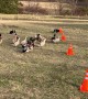 Working Dogs Weave Ducks Through Cones