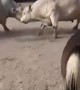 Dogs Work Battling Bull Cows