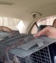 Releasing Squirrels Into The Car