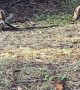 Kookaburras Try to Decide Who Gets the Snake