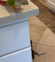 Parrot Pushes Coffee Mug Off Counter