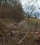 Deputies rescue deer entangled in rope fence