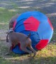 Weimaraners Playing With The Horses' Ball