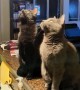 Cats Track Their Prey In Sync