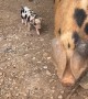 Spotted Sow Takes Piglets On Walk