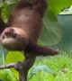 Baby Sloth Makes Adorable Noises