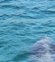 Massive Basking Shark Approaching the Beach