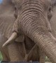 Close Encounter With Curious African Elephant
