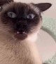 Confused cat makes the most hilarious face