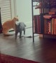 Kitten Turns On The Lights