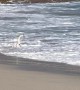 Surfing Swan Catches a Wave