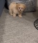 Little Puppy Can't Quite Make the Jump