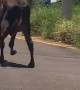 Cow Waddles Down Road