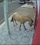 Horse Kicks Down Dental Office Door