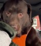 Labrador Humphrey Shakes Hood