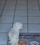 Little Dog Wipes His Paws Before Going Inside