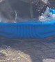 Dog Plays in Pool For First Time