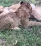 Lioness Plays With Cub