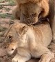 Female Lion Tells Male to Back Off