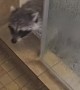 When Your Pet Raccoon Visits You in the Shower