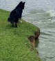 Capybaras Dive Away From Barking Dog