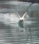 Territorial Swan Scares Guy Out of Pond