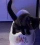 Black Cat Tinkles in Tiny Toilet