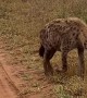 Hyena Making Its Signature Call