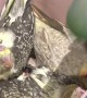 Bird Kisses New Babies