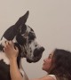 A Dog Owner Gives Her Great Dane A Hug
