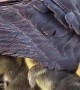 Goslings Keep Warm Under Mom's Wing