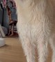 Dramatic Doggo Howls for Attention