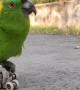 Parrot Shows Off Roller-Skating Skills