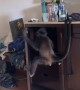 Monkey Invites Itself Into Hotel Room
