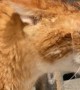 Orange Cat Sits Under Running Faucet to Get a Drink