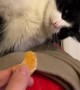 Cat Resoundly Rejects Slice of Orange