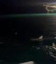 Shark Frenzy Off Key West