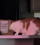 Cat Gets Head Stuck in Cardboard Box