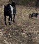 Pig Retaliate Against Goat's Bullying