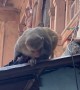 Crowd Confronts Monkey Thieves