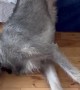 Irish Wolfhound Slides Off Couch