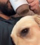 Golden Retriever Interrupts Morning Coffee