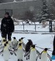 Watching The Penguins Waddle