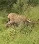 Playful Exchange Between Two Leopards